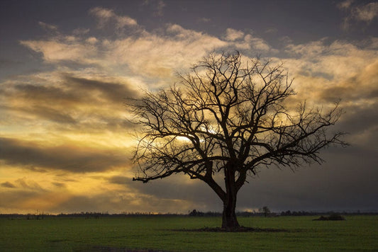 Wallpaper mural featuring a lone tree scene for use in interior design.