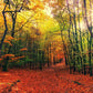 Stunning Maple Leaf Scenery Forest Scene Wall Mural Wallpaper for Home or Office Decorating
