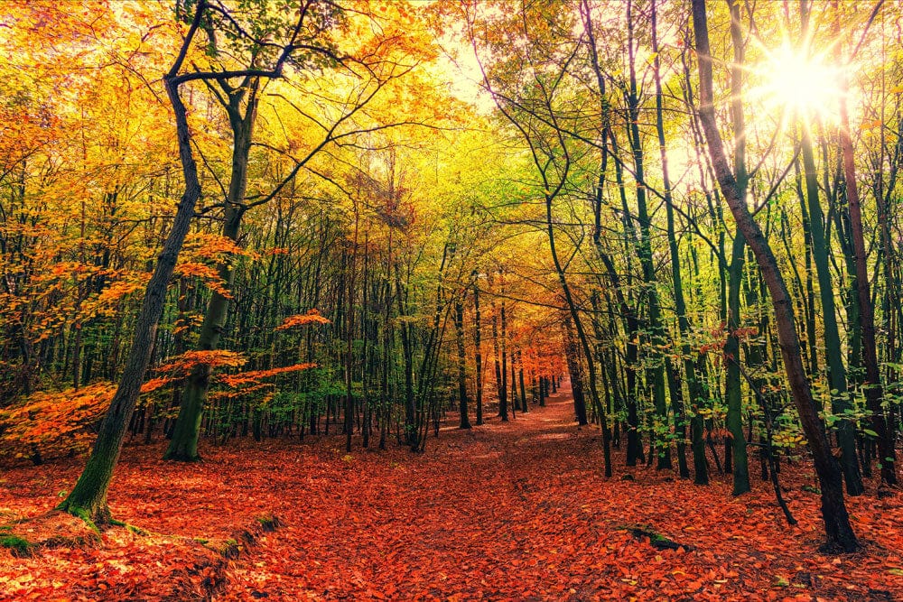Maple Forest Landscape Wall Mural