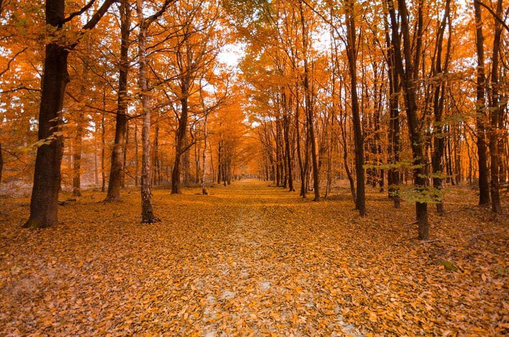 Wallpaper mural featuring a maple path scene for use in interior design