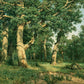 Wallpaper mural featuring an oak grove for use in interior design