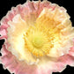 Papaver Nudicaule Wallpaper Mural for Use as a Decorating Accent in Your Home