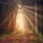 Forest Scene Wall Mural with a Path to Happiness to Hang in Your Home