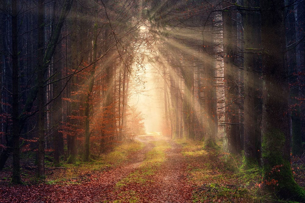 Forest Scene Wall Mural with a Path to Happiness to Hang in Your Home