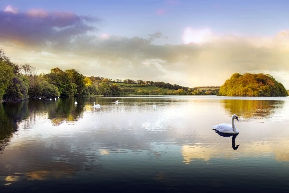 Serene Lakeside Swan Landscape Mural Wallpaper