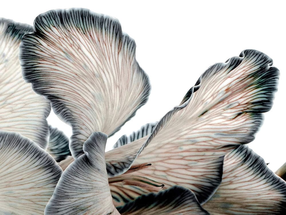 Abstract Mushroom Design Mural Wallpaper