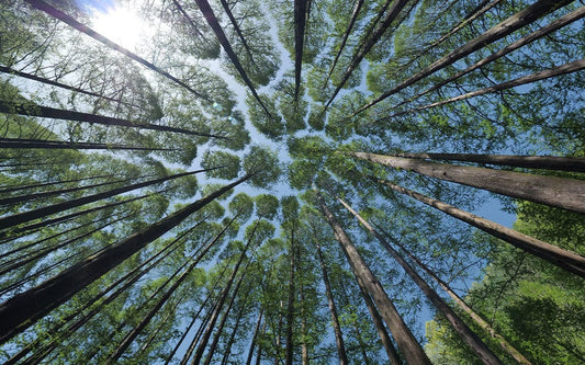 Wallpaper Mural for Home Decoration Featuring a Scene of Sky amid Forest Crevices