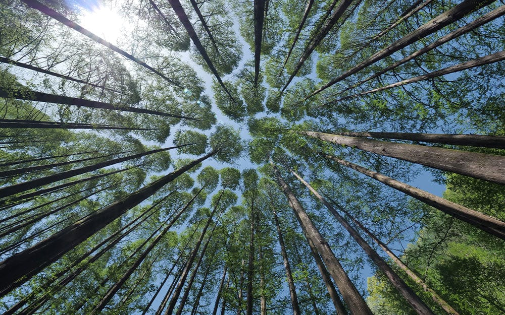 Emerald Forest Canopy Nature Mural Wallpaper