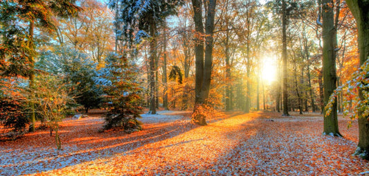 Wallpaper Mural of Snowy Red Forest Scenery for Interior Design