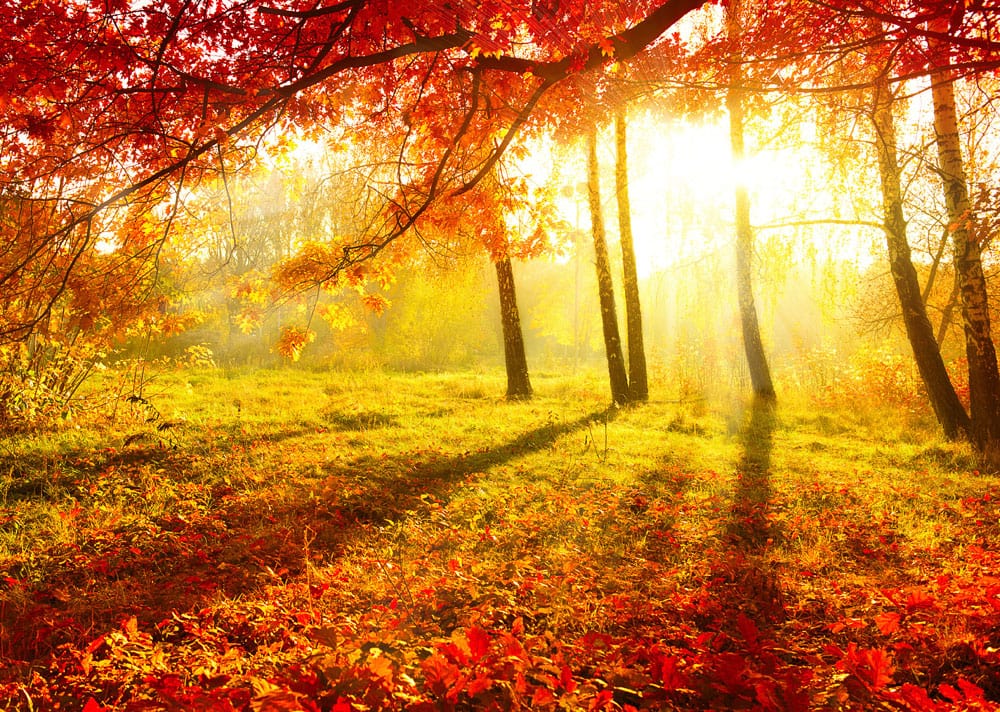 Autumn forest scene with bright sunshine, wall mural wallpaper.