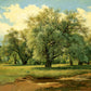 Wallpaper mural for home decor featuring a willow grove bathed in sunlight.