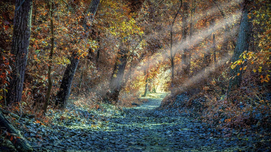 Wallpaper mural featuring a winter morning in the woods, perfect for decorating your home.