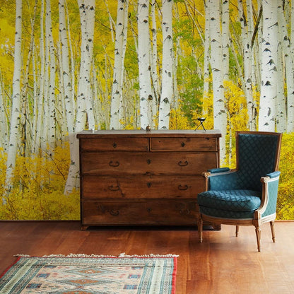 yellow birches wallpaper decoration