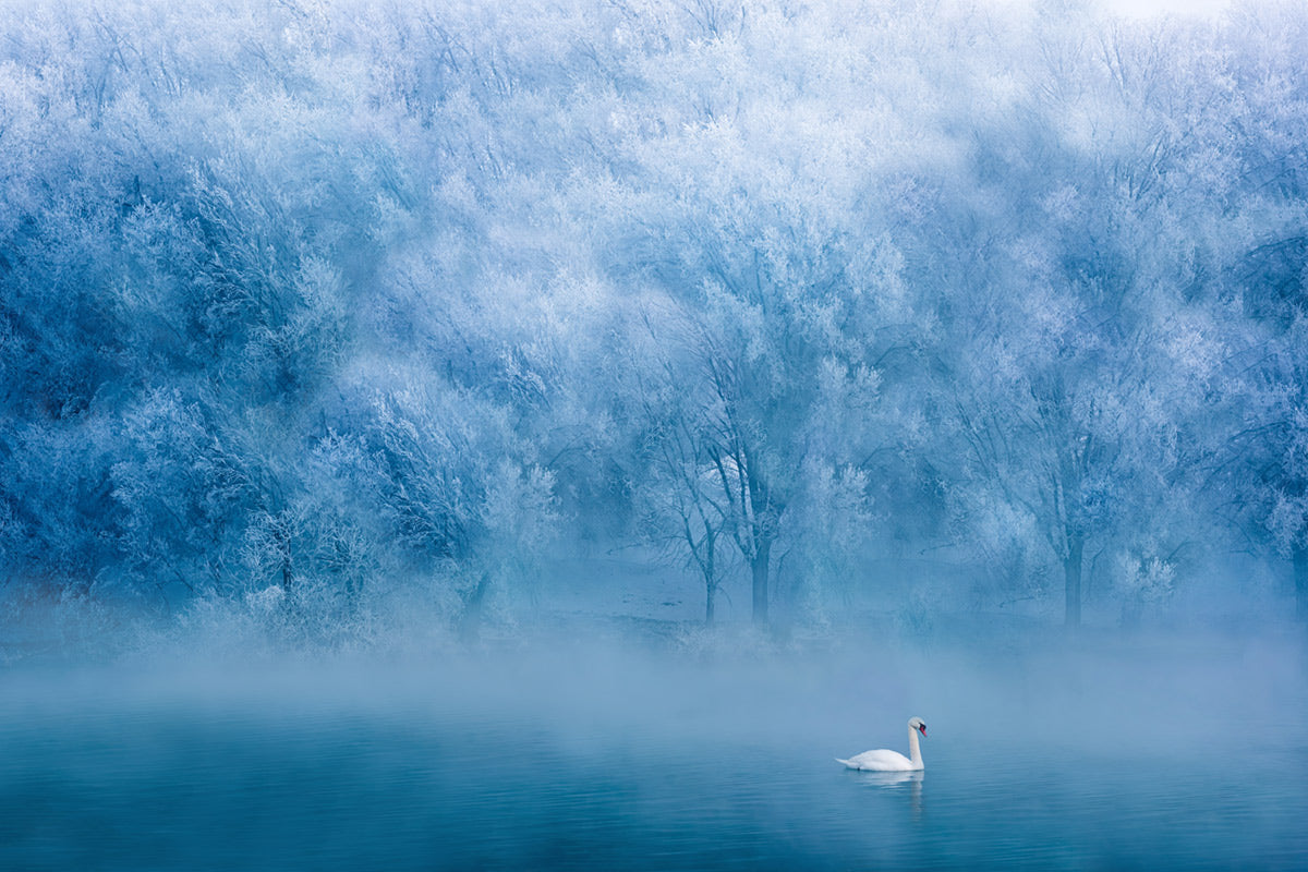 Serene Blue Swan Lake Mural Wallpaper