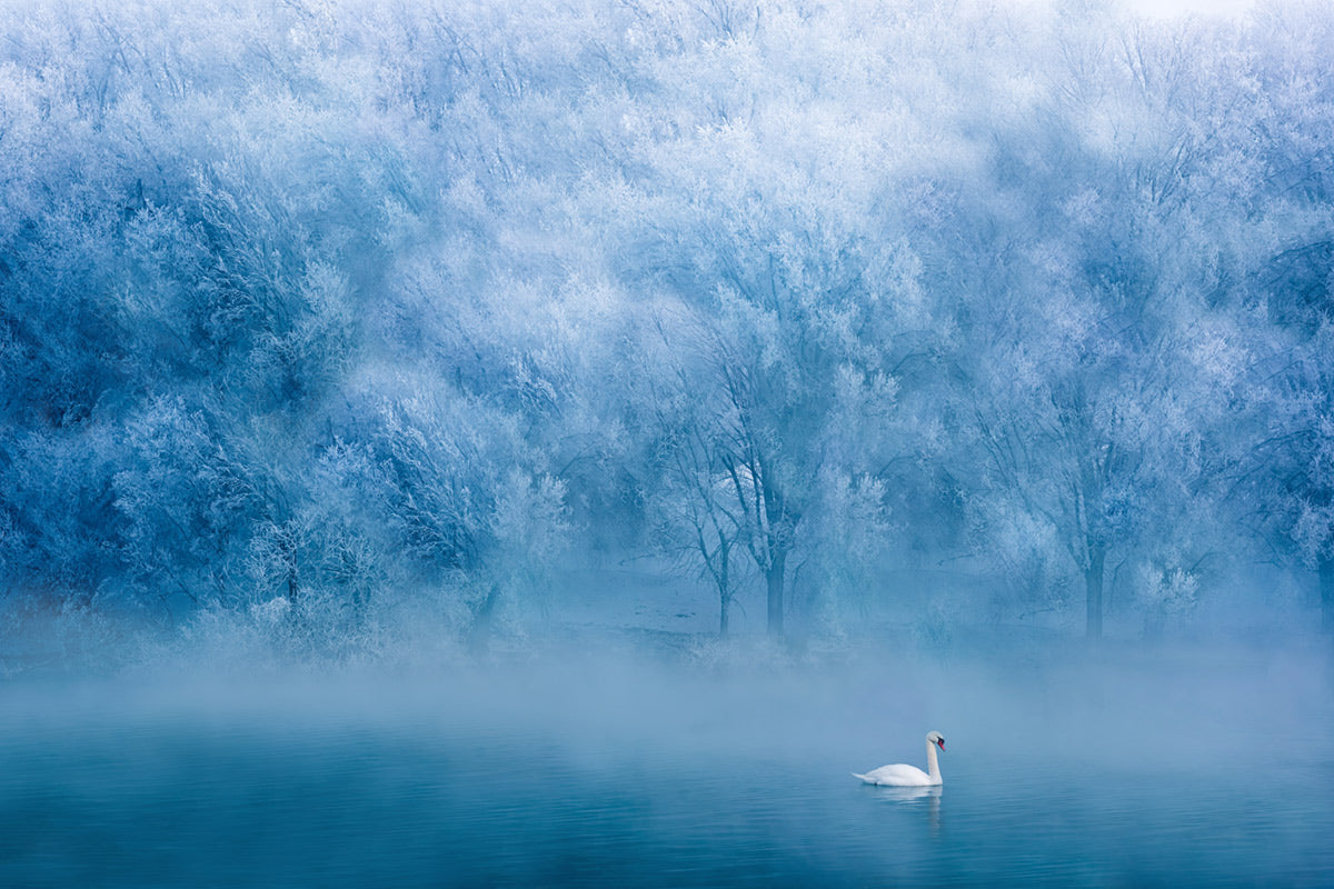 Serene Blue Swan Lake Mural Wallpaper