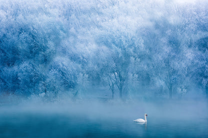 Serene Blue Swan Lake Mural Wallpaper
