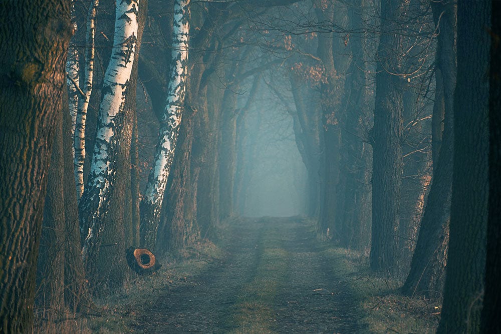 Interior misty woodland mural wallpaper