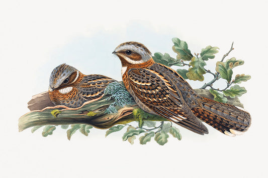 Vintage Bird Botanical Illustration Mural Wallpaper