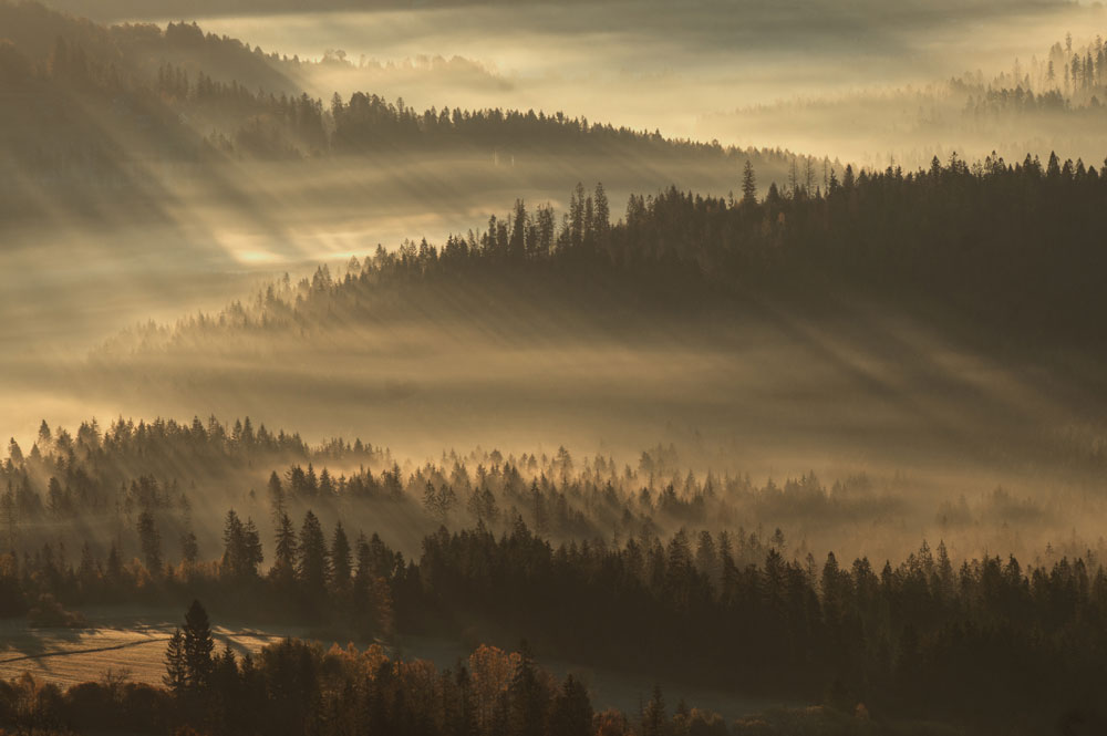 Misty Forest Sunrise Wandtapete