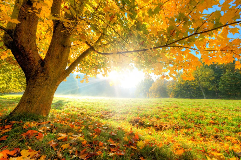 Sunlit Autumn Forest Mural Wallpaper