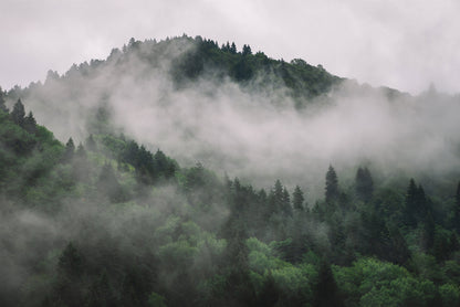 Misty Enchanted Forest Mural Wallpaper