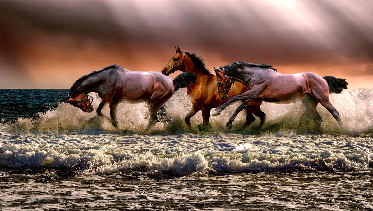 Majestic Horses Ocean Sunset Mural Wallpaper