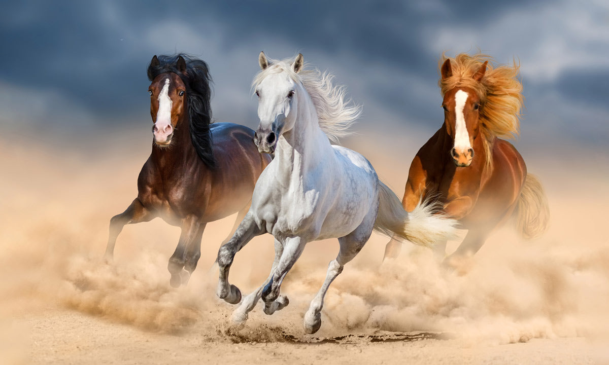 Majestic Galloping Running Horses Wall Mural