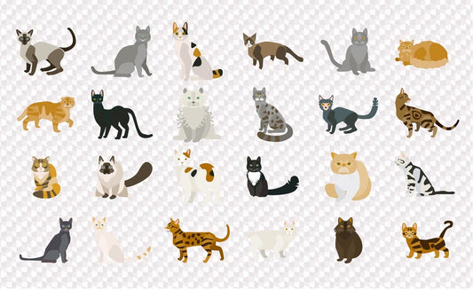 cats look wallpaper mural plain