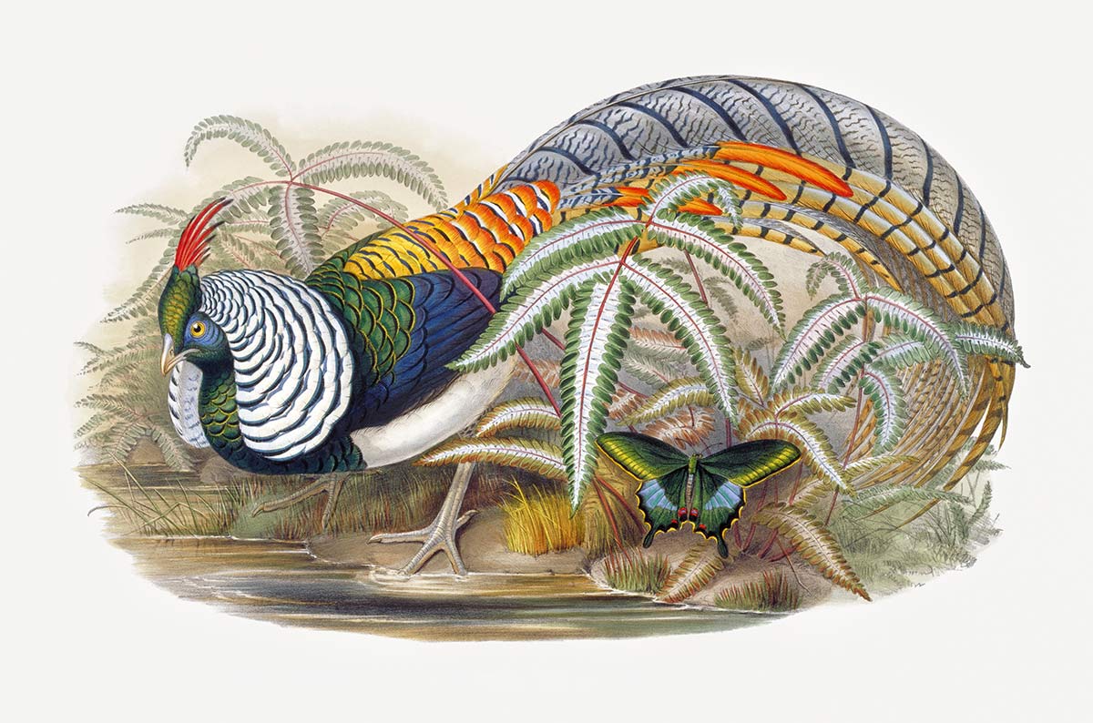 Vintage Botanical Pheasant Mural Wallpaper