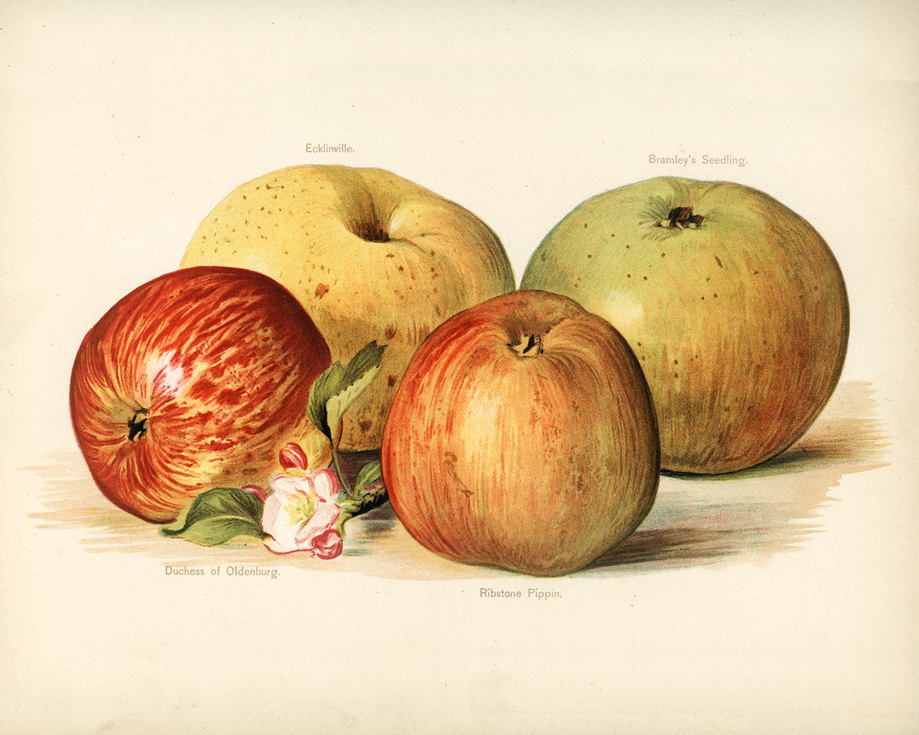 Vintage Apples Fruit Custom Wallpaper