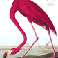 Pink Pelican Wallpaper Mural