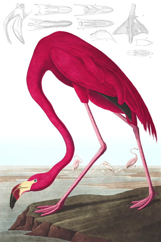 Vintage Flamingo Illustration Mural Wallpaper