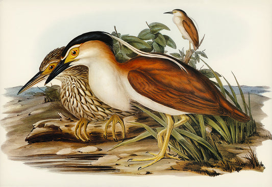 Vintage Bird Illustration Art Wallpaper Mural