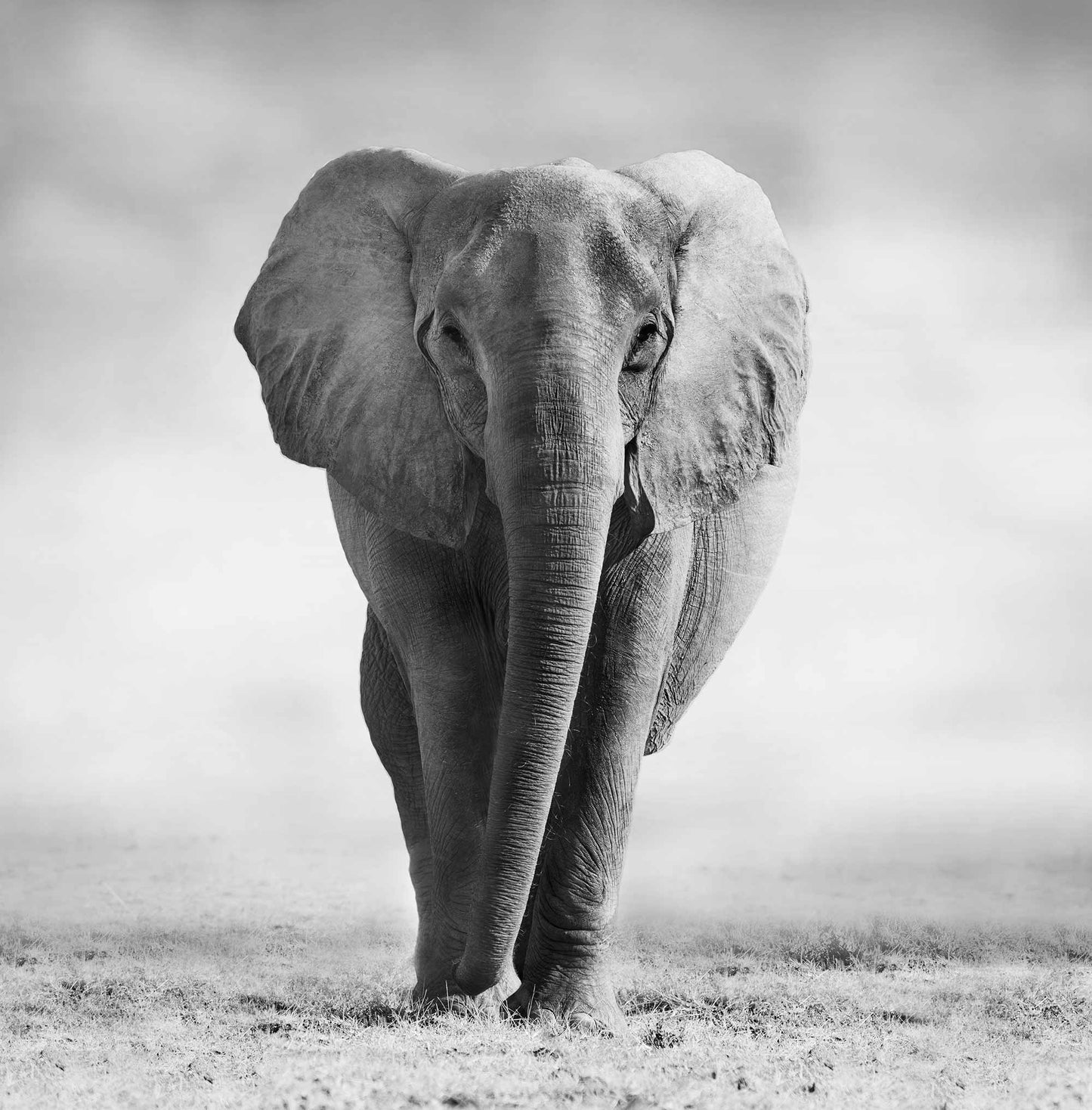 Wild Elephant animal wallpaper home decor