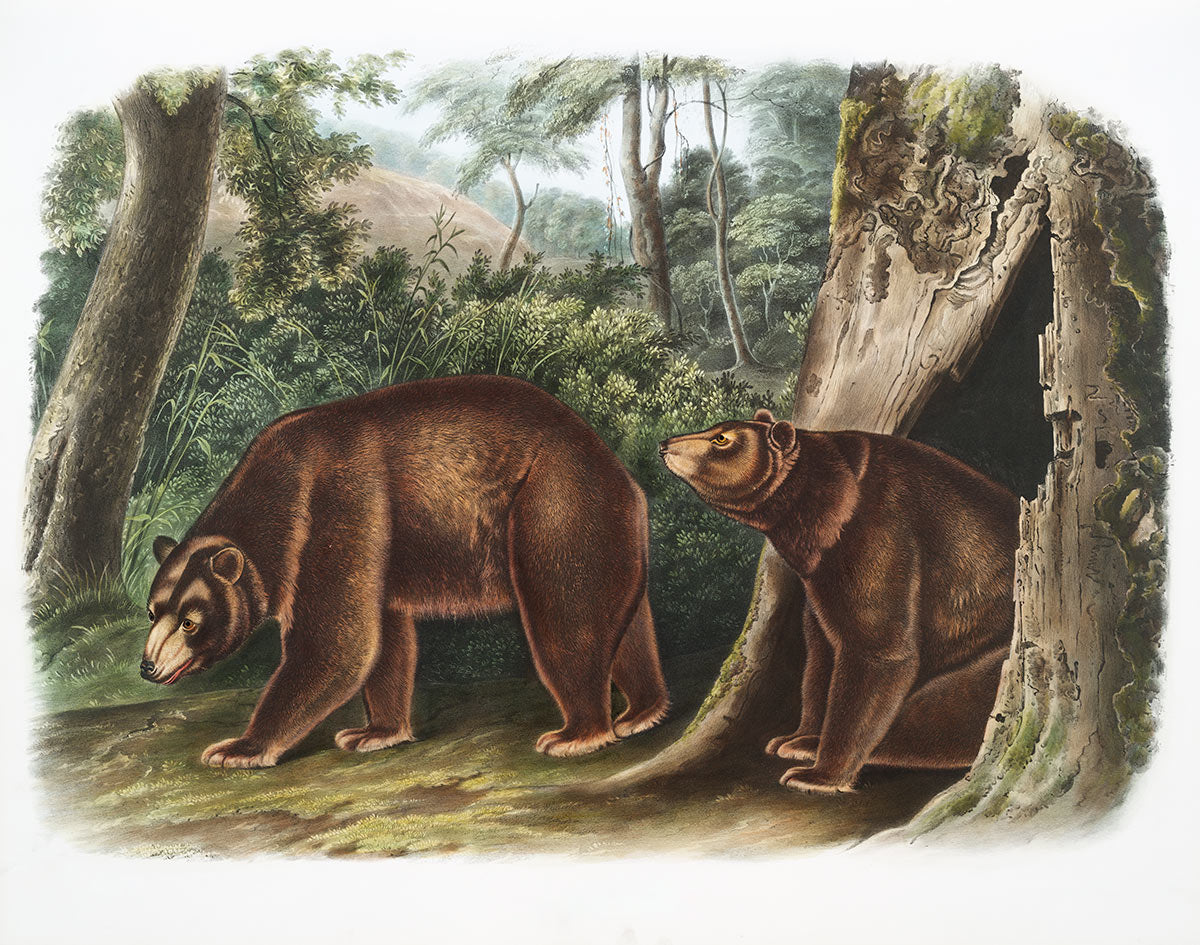 Forest Animal Bear Wall Mural Design