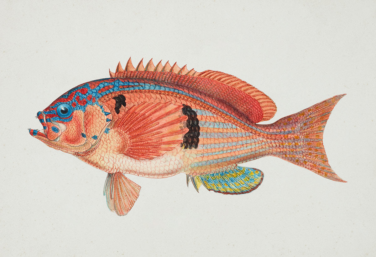 Caesioperca Rasor Perch Custom Fish Wallpaper