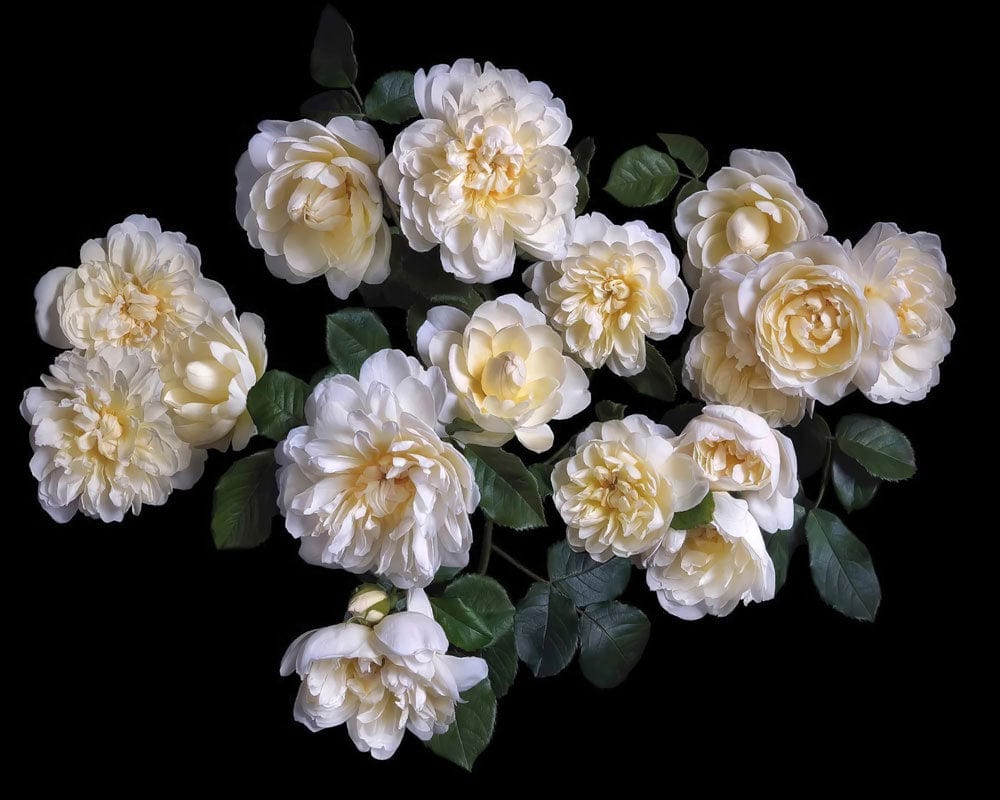 Elegant White Floral Wallpaper Mural
