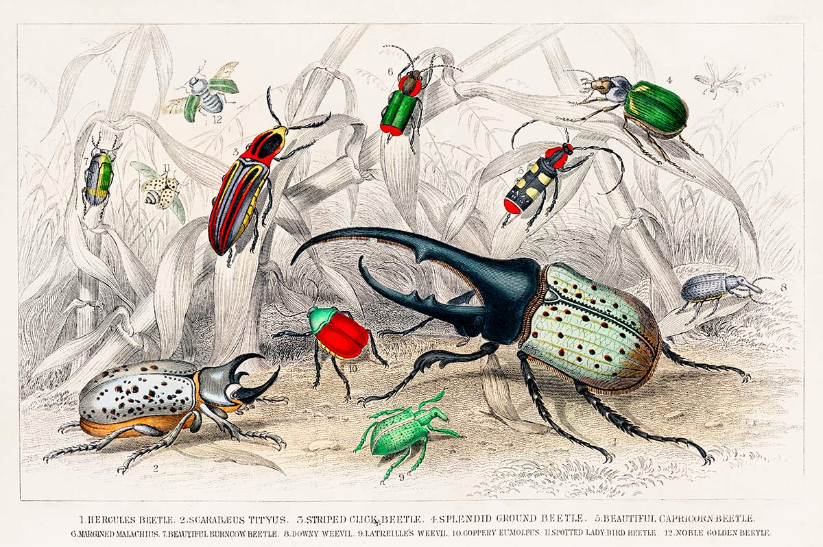 Vintage Insektenillustration Kunst Wandtapete