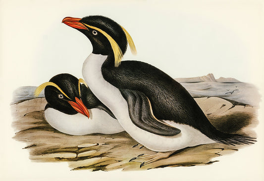Crested Penguin Wallpaper Mural