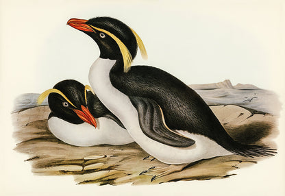 Vintage Puffin Bird Illustration Mural Wallpaper
