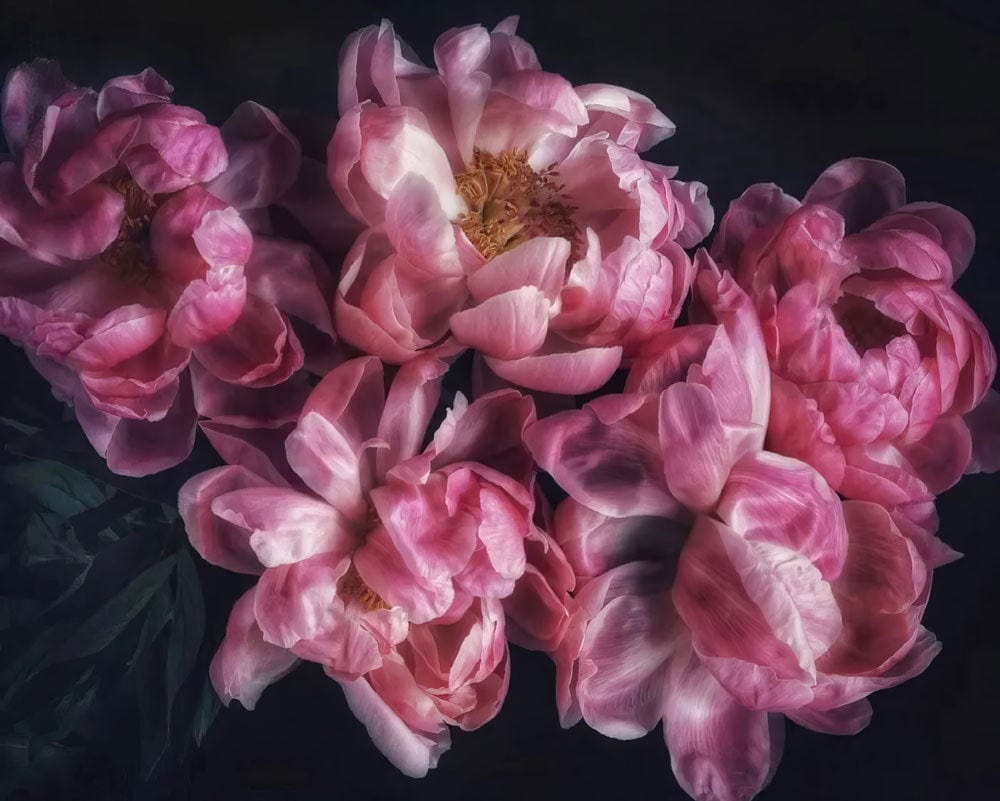 Elegante Murale Floreale Rosa Peonia