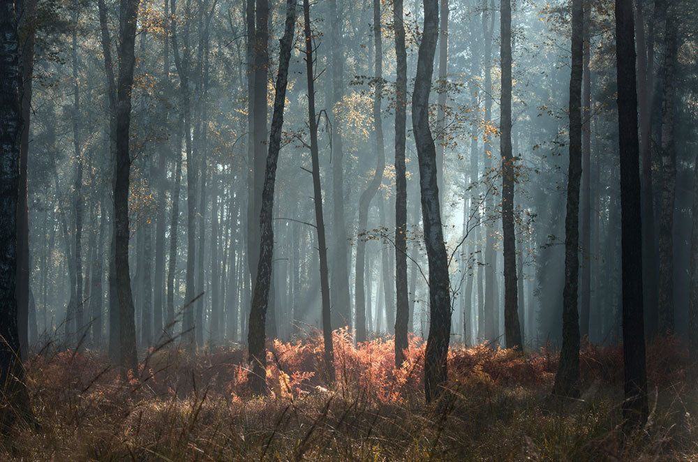 wallpaper landscape depicting a wild nature vista.