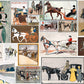 Vintage Equestrian Illustration Collage Mural Wallpaper