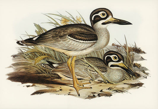 Vintage Bird Illustration Art Mural Wallpaper