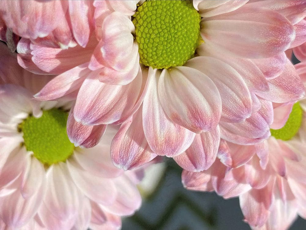 Pink Floral Garden Mural Wallpaper