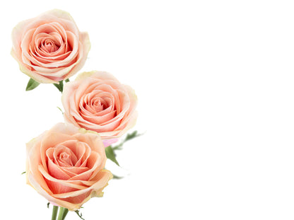 Pink Rose Blossom Flower Wallpaper Mural Home Decor