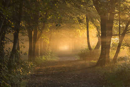 sunshine through forest customzied wallpaper landscape