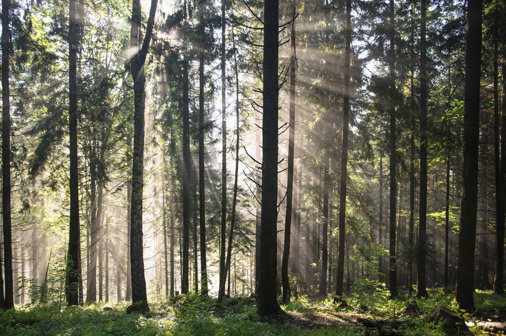 Tranquil Forest Sunbeam Mural Wallpaper