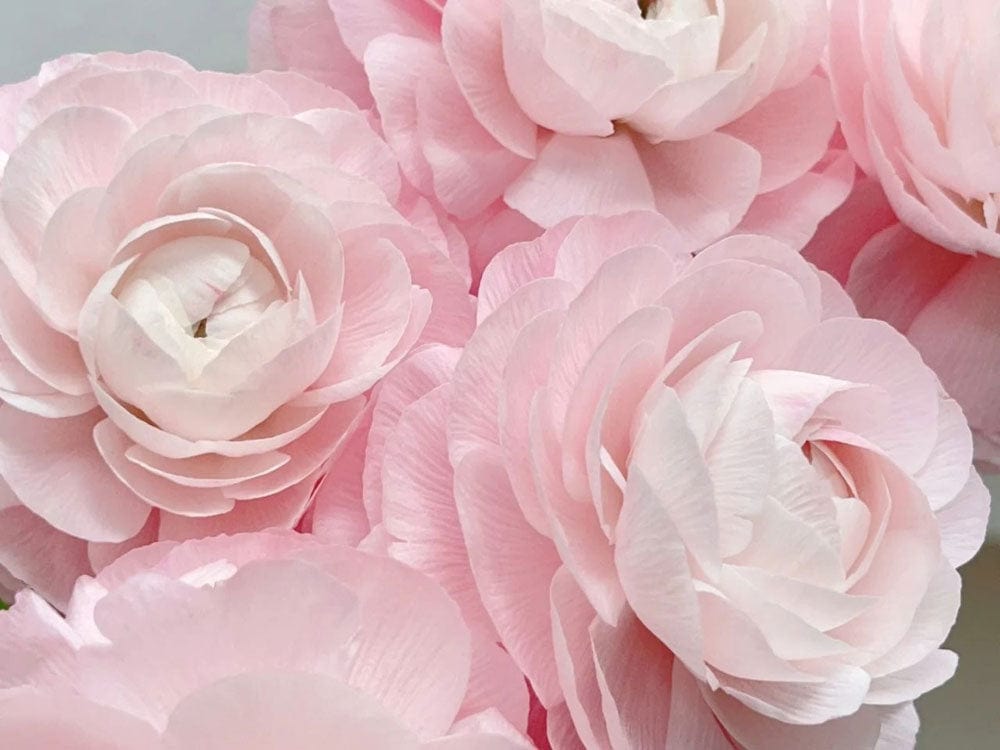 Elegante Muro Decorativo con Fiori Rosa