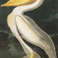 White Pelican Wallpaper Mural
